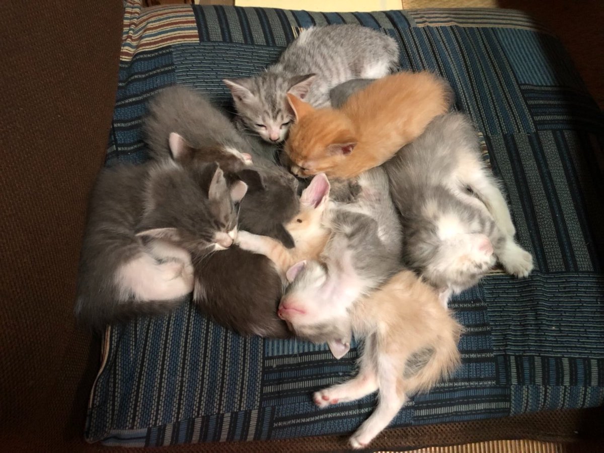 eri_0705_'s tweet photo. うちではふわふわの子猫の時は毛がぱやぱやしてるって言ってた
やっぱかわいいな https://t.co/paNPp9ExqS