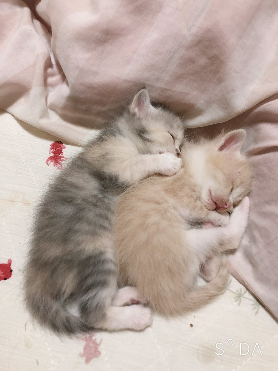 eri_0705_'s tweet photo. うちではふわふわの子猫の時は毛がぱやぱやしてるって言ってた
やっぱかわいいな https://t.co/paNPp9ExqS