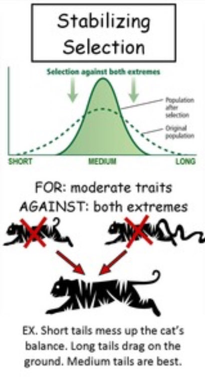 cutecumbers0me's tweet photo. @hungry_b0nes If it helps, humans do follow stabilizing selection trends❤️ average is unironically the best for  survival most of the time. You survive well!! Your ancestors would be proud lol https://t.co/kzYRtA3z3f