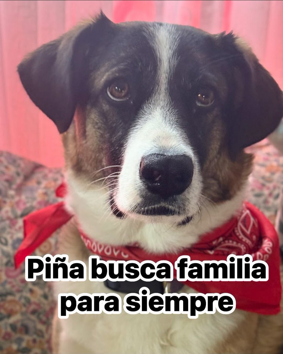 veronik_aliaga's tweet photo. Máximo apoyo en DF x favor 
Piña ha sufrido mucho
desde abusos de todo tipo hasta q robasen sus bebés para pasarlos x de raza 
Ya recuperada su almita y ❤️está lista para adopción 
1 año
 esterilizada
se lleva bien con todas las especies 
 #viña @kattykowaleczko @EAlbasetti https://t.co/rtw2T50iOg