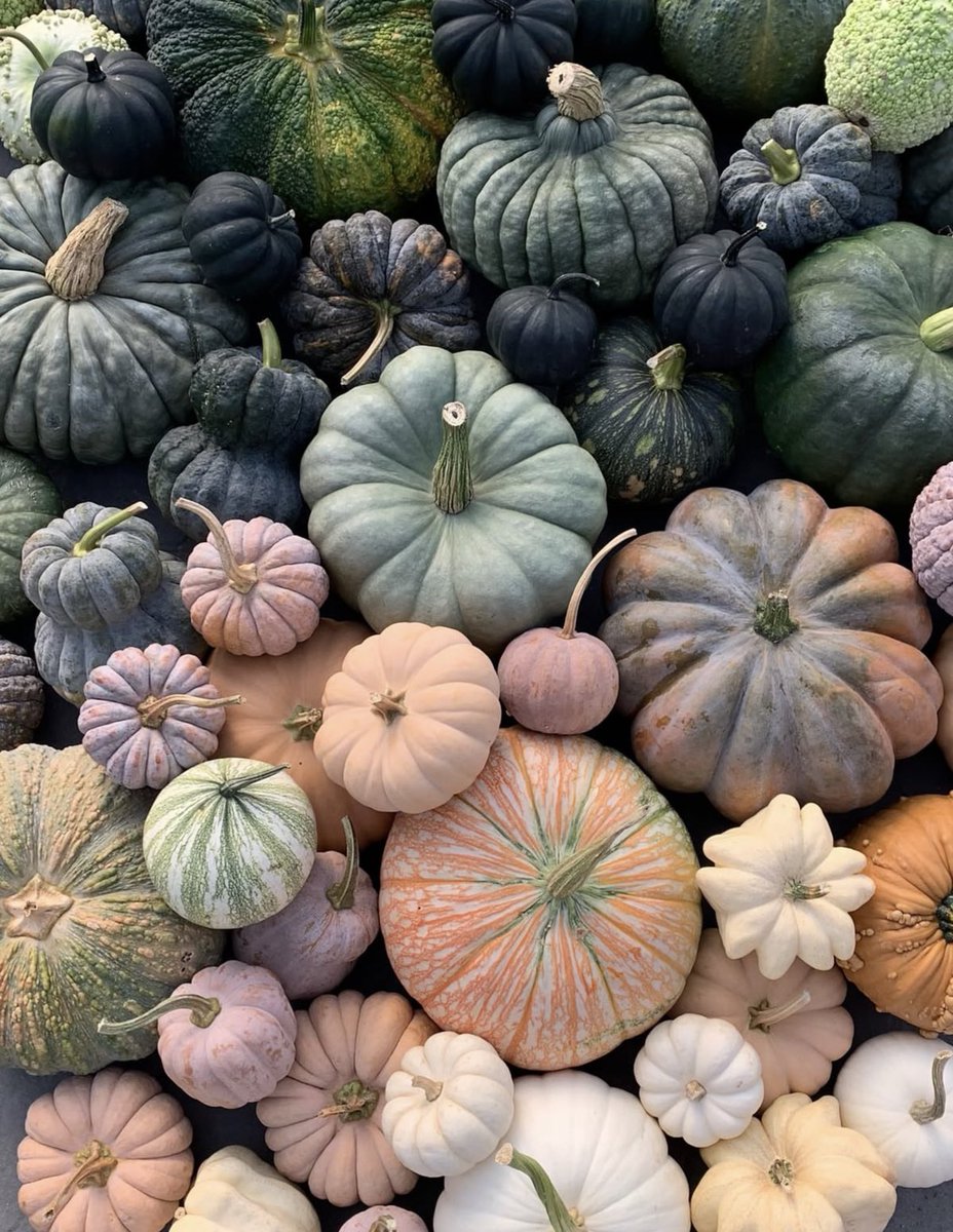 EvaLovesDesign's tweet photo. The many hues of pumpkins and gourds: slate-gray, lemon-yellow, deep blue, chalky white, and mottled green. https://t.co/fTIq9uKG7Z