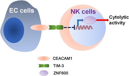 jlb_journal's tweet photo. Jiongming He, Shan Liu, Lingying Wang & Fei Xiong report that #EsophagealCancer cells impair #NKcell function via the downregulation of #ZNF600 expression through the ligation of #CEACAM1 with #TIM3
📖 https://t.co/HwTGtuFigJ https://t.co/DFwAi07pw6