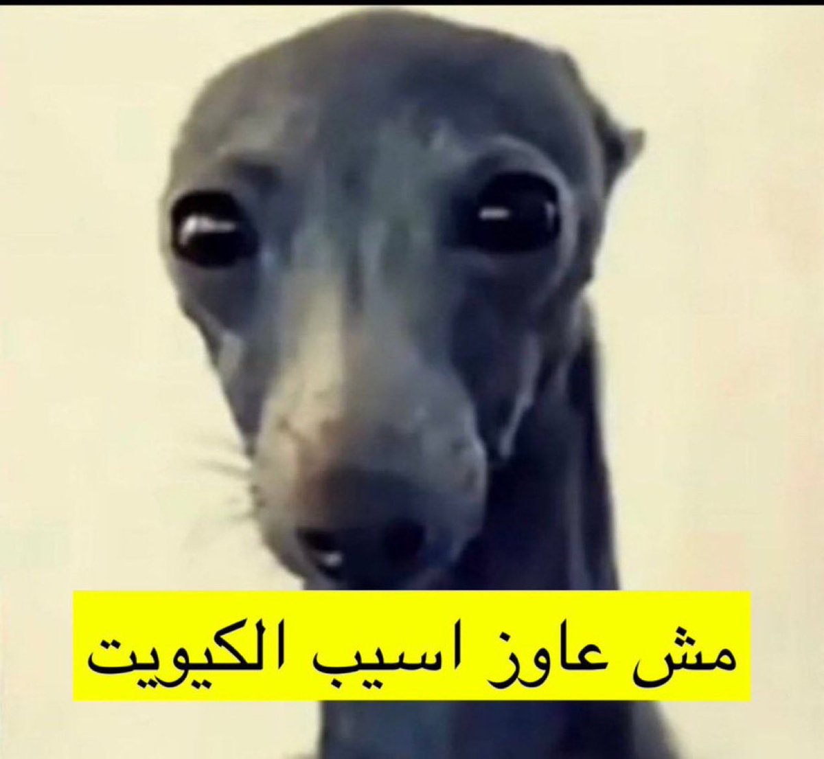 al_dehany's tweet photo. الامور لحد الان طيبه 
يا متابعين ابوهلال وينكم 
#لص_حضرتك 

ولكم وينكم وخاصة اخوي الجوكر https://t.co/sLZlBy1ifP