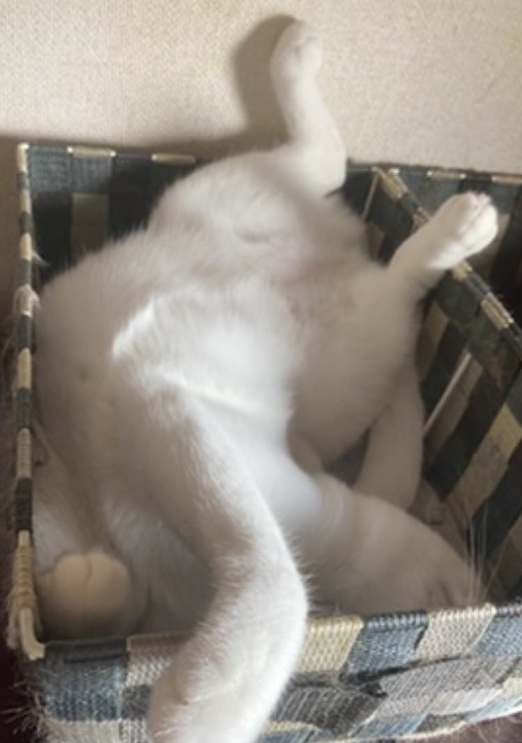 doubutsu_note's tweet photo. 今日もありがとうございました😊
おやすみなさい😺💤
良い休日をお過ごしください♪
#しーちゃん https://t.co/uQpY1lQKe2