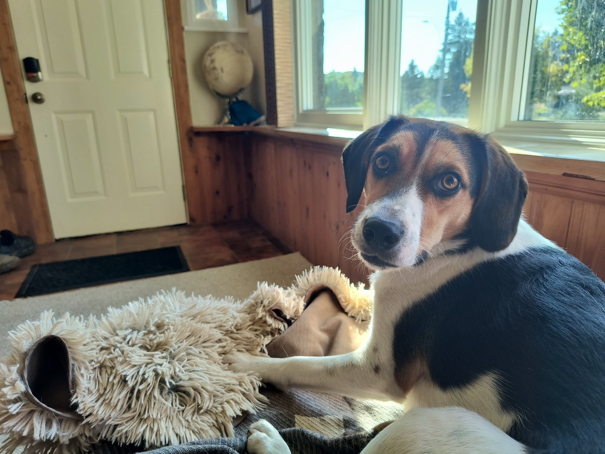 SterrBry's tweet photo. @beaglefacts @OskarandStanley Hope you're enjoying that cookie... But where's mine? https://t.co/VMVF7uchem