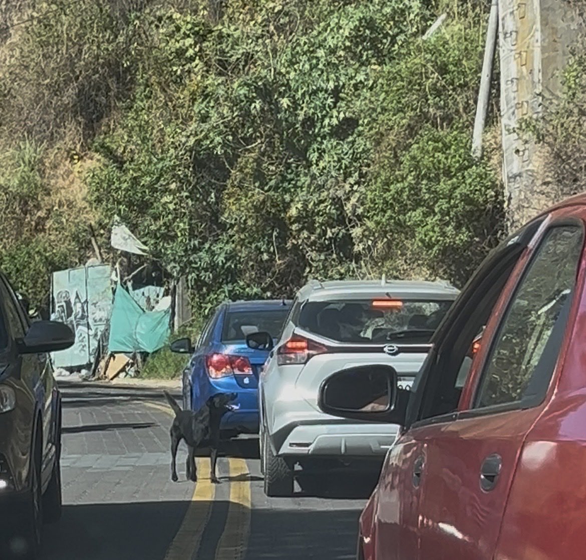 ari_ruiz95's tweet photo. El día de hoy en la subida de guapulo un señor le abandonó a su perro, el perrito subió corriendo toda la vía hasta la floresta y ya le perdí el rastro! Cómo puedo hacer denuncia es el carro plateado @MunicipioQuito @BienesAnimalEc https://t.co/1Ncl5YHIJ2