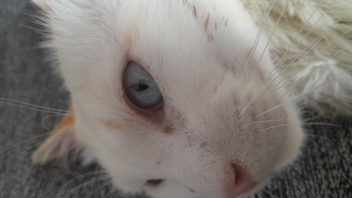 zavevers38963's tweet photo. @stwaberru Oka y

Now look at my cat https://t.co/rFT69FeMZI