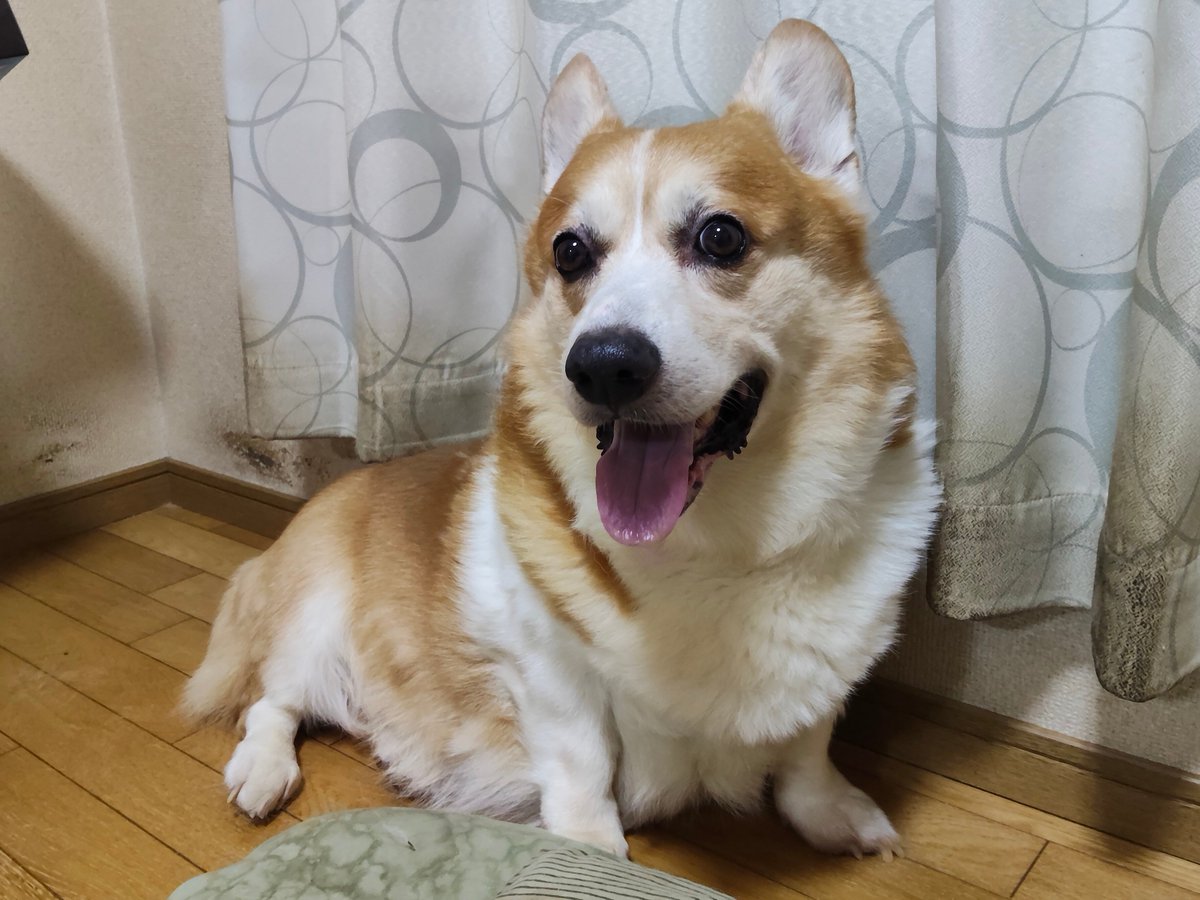 y9EEWgH0AJ69271's tweet photo. 皆さまおはようございます😃
今日も宜しくお願いします🙇🐶🐰

今朝は5時起きでお散歩行ってきました🐶
涼しくなって歩き安いです😊
今日はヘルパーさんが来ます

皆さま方もお体お大事にお過ごし下さいね😃🍀 https://t.co/U9xEghvDgX