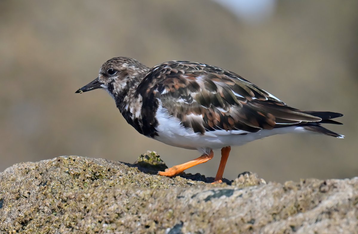CarlBovisNature's tweet photo. Turnstone on the rocks! 😍
 Taken this spring at St Ives in Cornwall. 😊🐦 https://t.co/SC2m5nfheZ