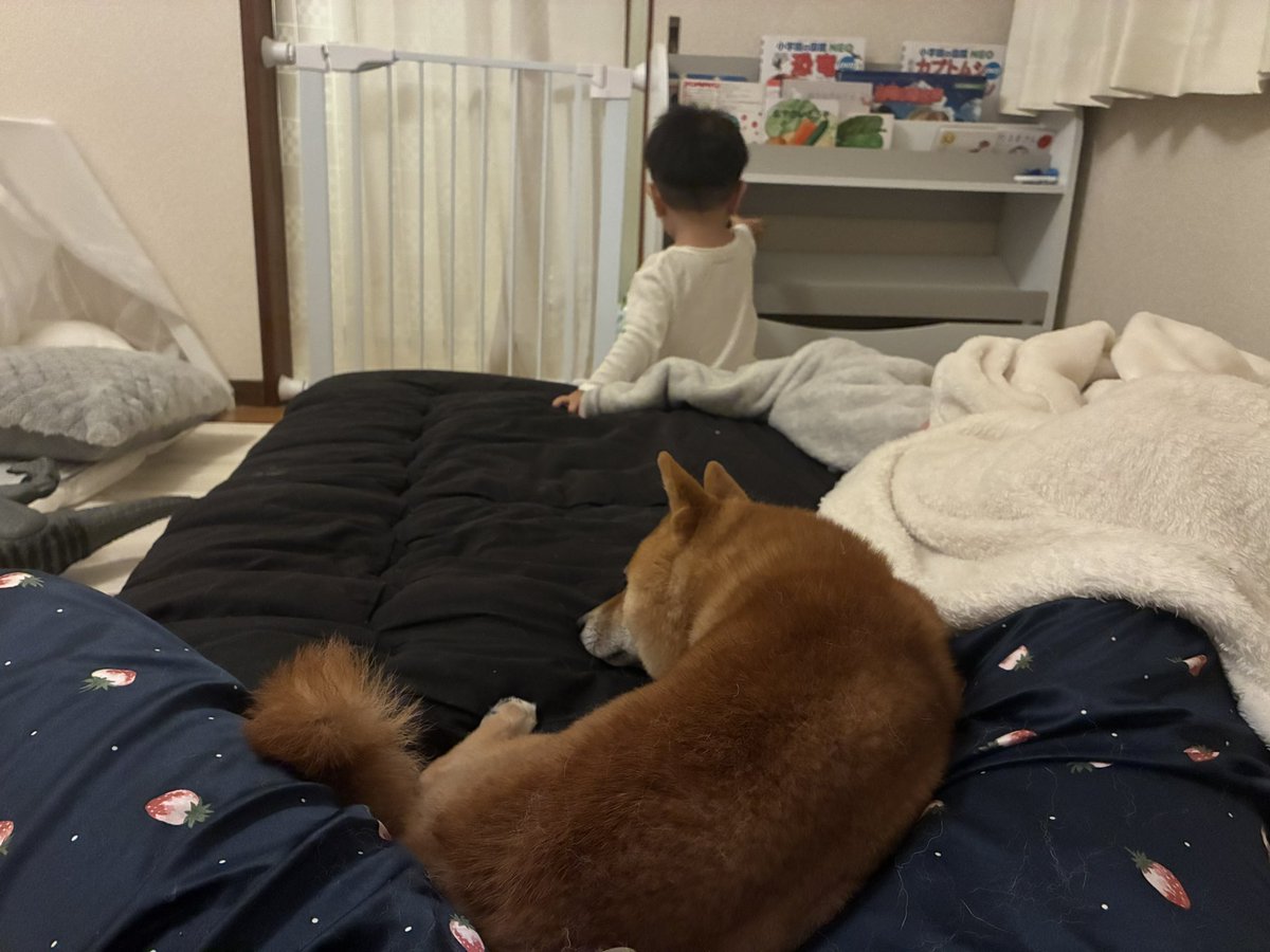 shiri5674's tweet photo. 息子はスクスク育ち、家族🐱が増えました😇😇💕 https://t.co/C1ZbaoiPOG