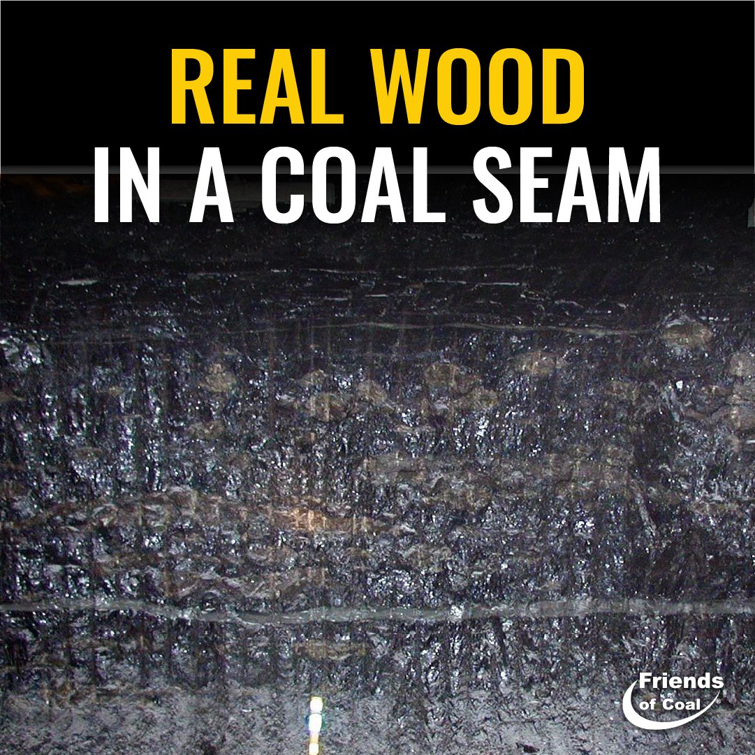 FriendsofCoalKY's tweet photo. A miner in eastern Kentucky once reported finding real wood in a seam. It was a coal ball — a lump where peat turned to stone before it could turn to coal, preserving the plants inside cell by cell. Geologists have rebuilt whole forests from them. #FriendsOfCoal https://t.co/AxY6MLgCCT