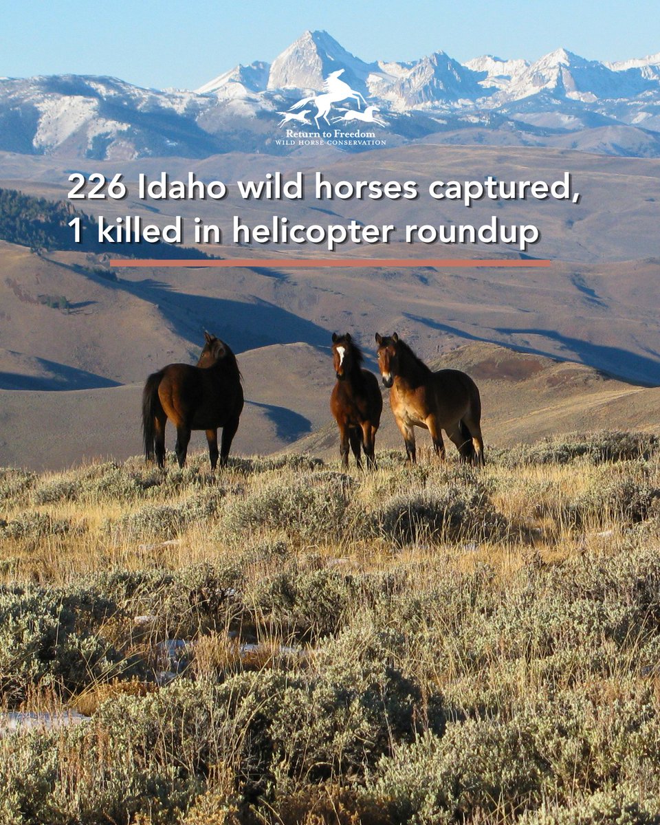 ReturnToFreedom's tweet photo. Read more and take action at https://t.co/yzxeBqt2Ka #wildhorses https://t.co/GVD8zxFzYN