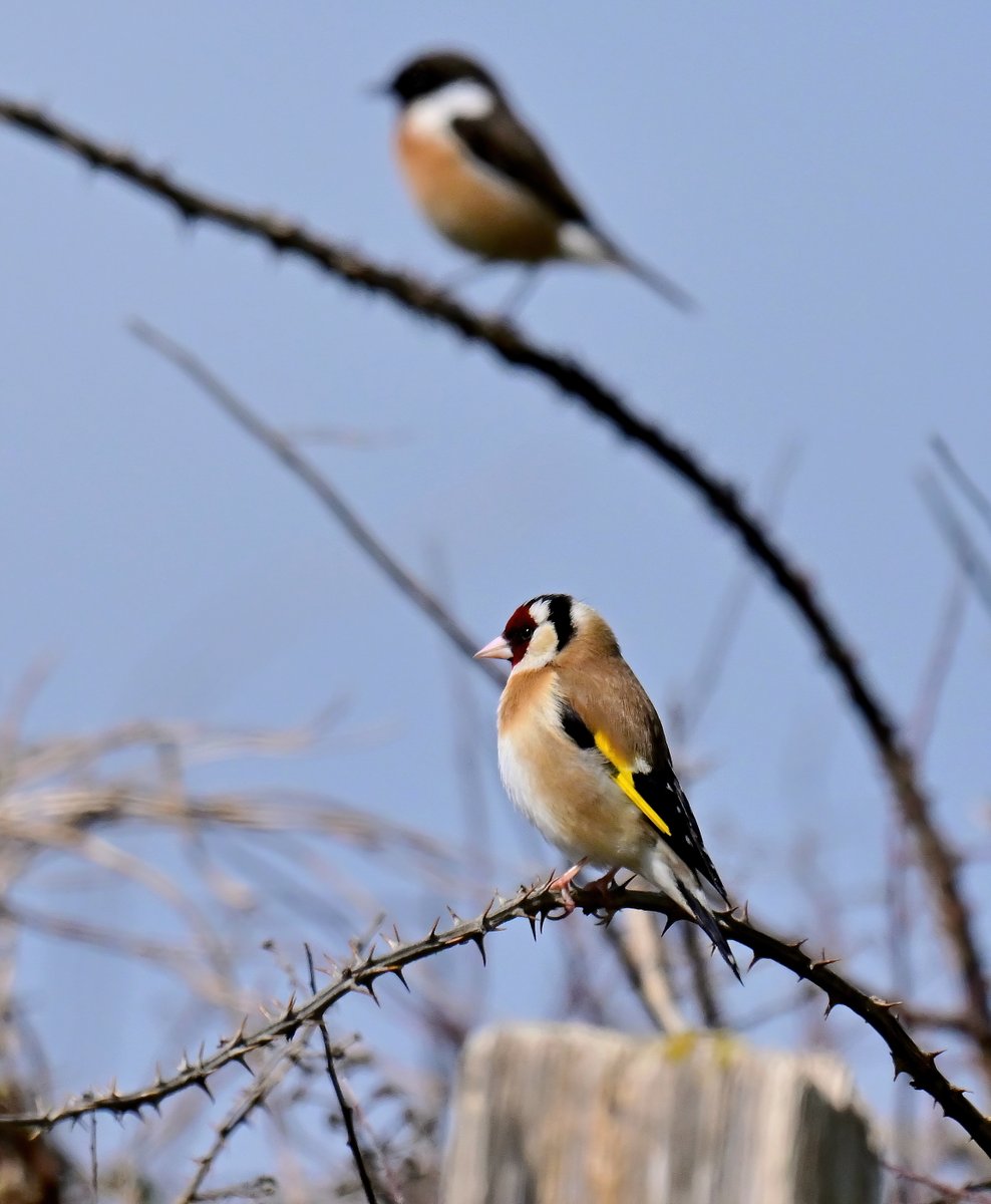CarlBovisNature's tweet photo. Goldfinch with a Stonechat behind. 😍
 Taken earlier this year in Porthleven in Cornwall. 😊🐦 https://t.co/IgpFFKFNVz