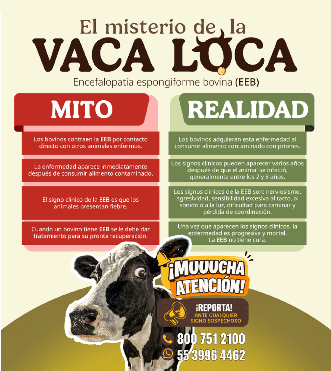 SENASICA's tweet photo. ¡Ojo! La encefalopatía espongiforme bovina (EEB) conocida como la enfermedad de las vacas locas, está rodeada de mitos y poca información real. 🐮
!Entérate aquí de los datos correctos! 🤓
#EEB #NotificaSenasica https://t.co/d2hC4vdutl