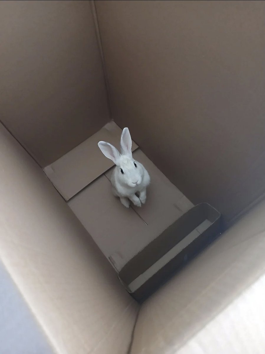 bunnyrabitsworm's tweet photo. free me or i will be avenged https://t.co/ku5TNrpqXK