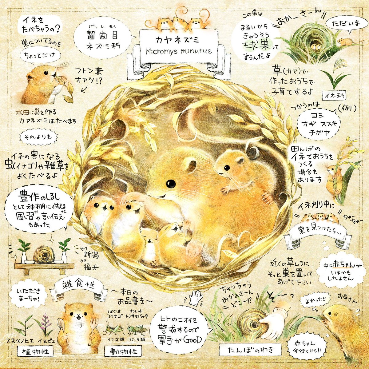ForestStoryTime's tweet photo. 🌾今年も稲刈りのシーズンになりましたね🌾

もし稲穂で編まれた巣を見つけたら、巣をそっと
近くにおいてあげてください。

中に赤ちゃんネズミがいて、
お母さんがお迎えに来るかもしれません。

カヤネズミとは
🌱草原に暮らす 日本一小さな野ネズミ
🌱生息地の約8割の都府県で絶滅が心配されてます https://t.co/a9dLxyCPoH