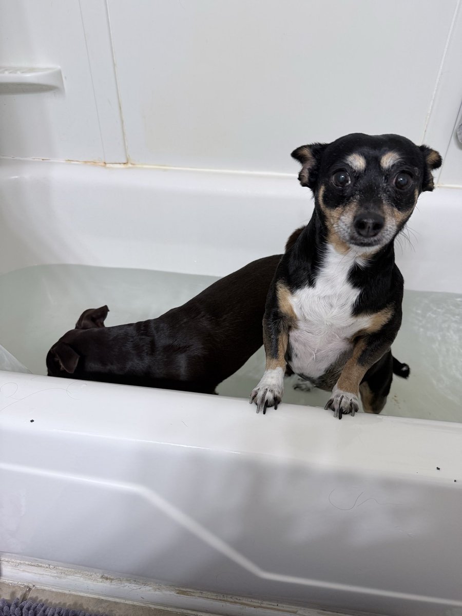 AccursedBite's tweet photo. || one of them rolled in something stinky now BOTH get bath. https://t.co/hbmoZVdQiy
