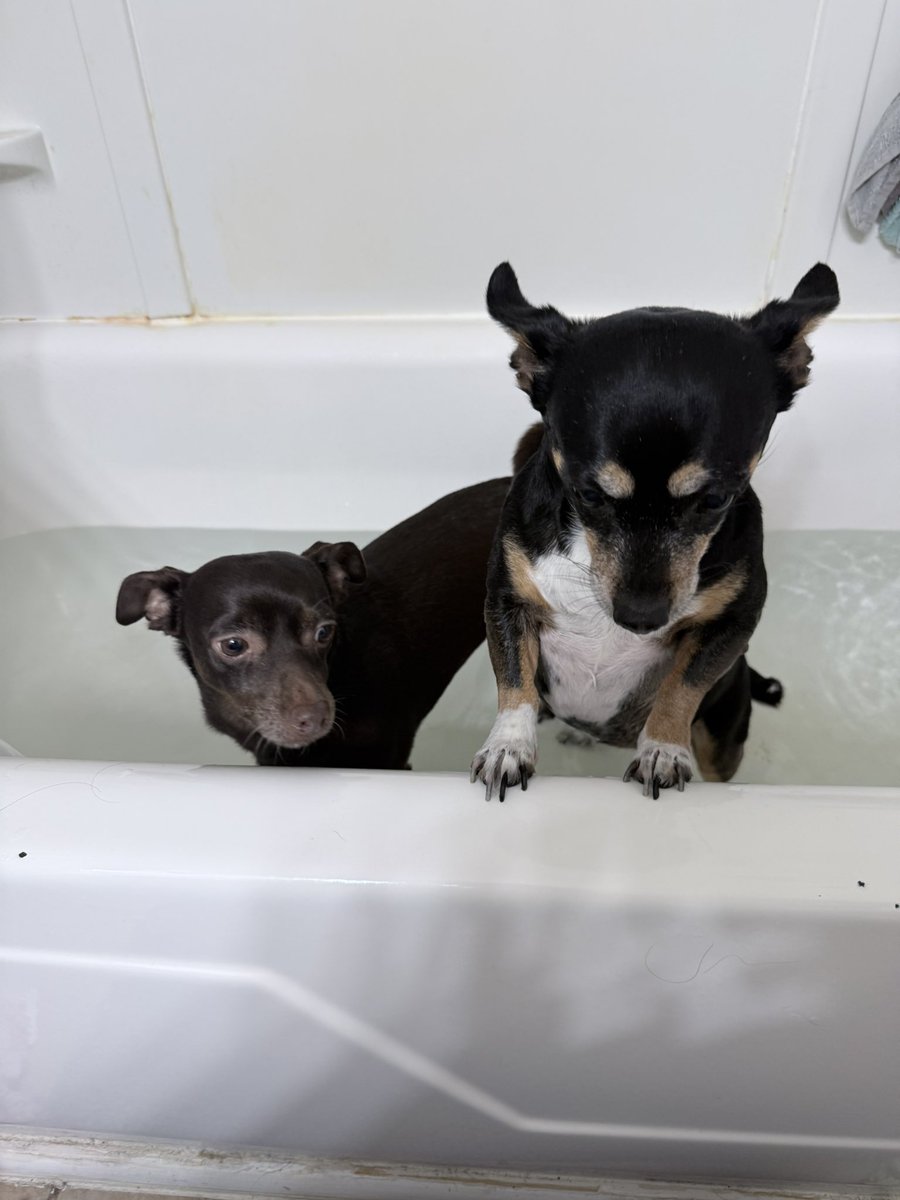 AccursedBite's tweet photo. || one of them rolled in something stinky now BOTH get bath. https://t.co/hbmoZVdQiy