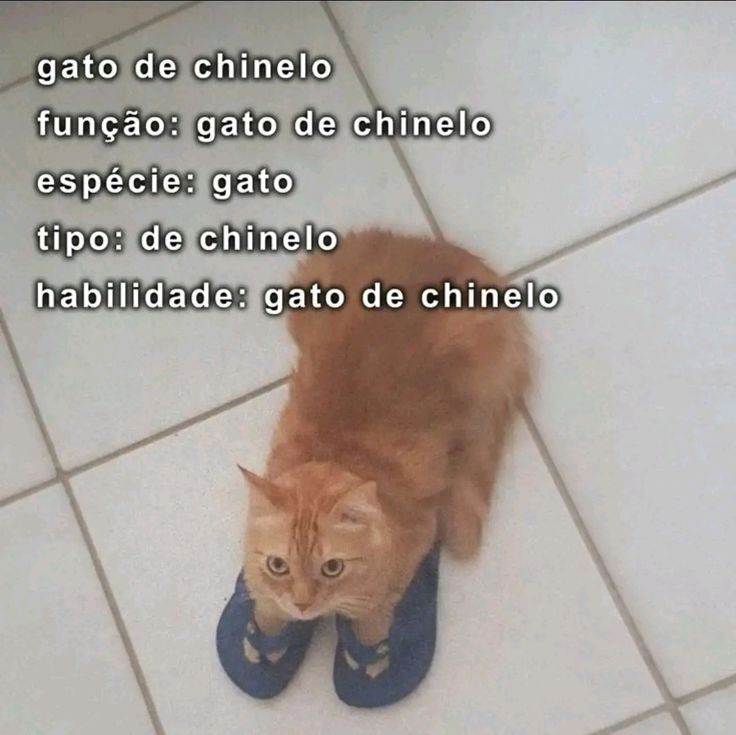 acervobichinho's tweet photo. https://t.co/pXvUuYd4z5