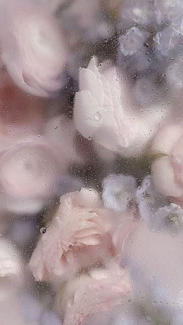 PeytonOsmapi's tweet photo. 残暑はまだあるのに、夜の虫の声はもう秋だ。布団の厚さに迷う。 https://t.co/4qT2BPZoLo