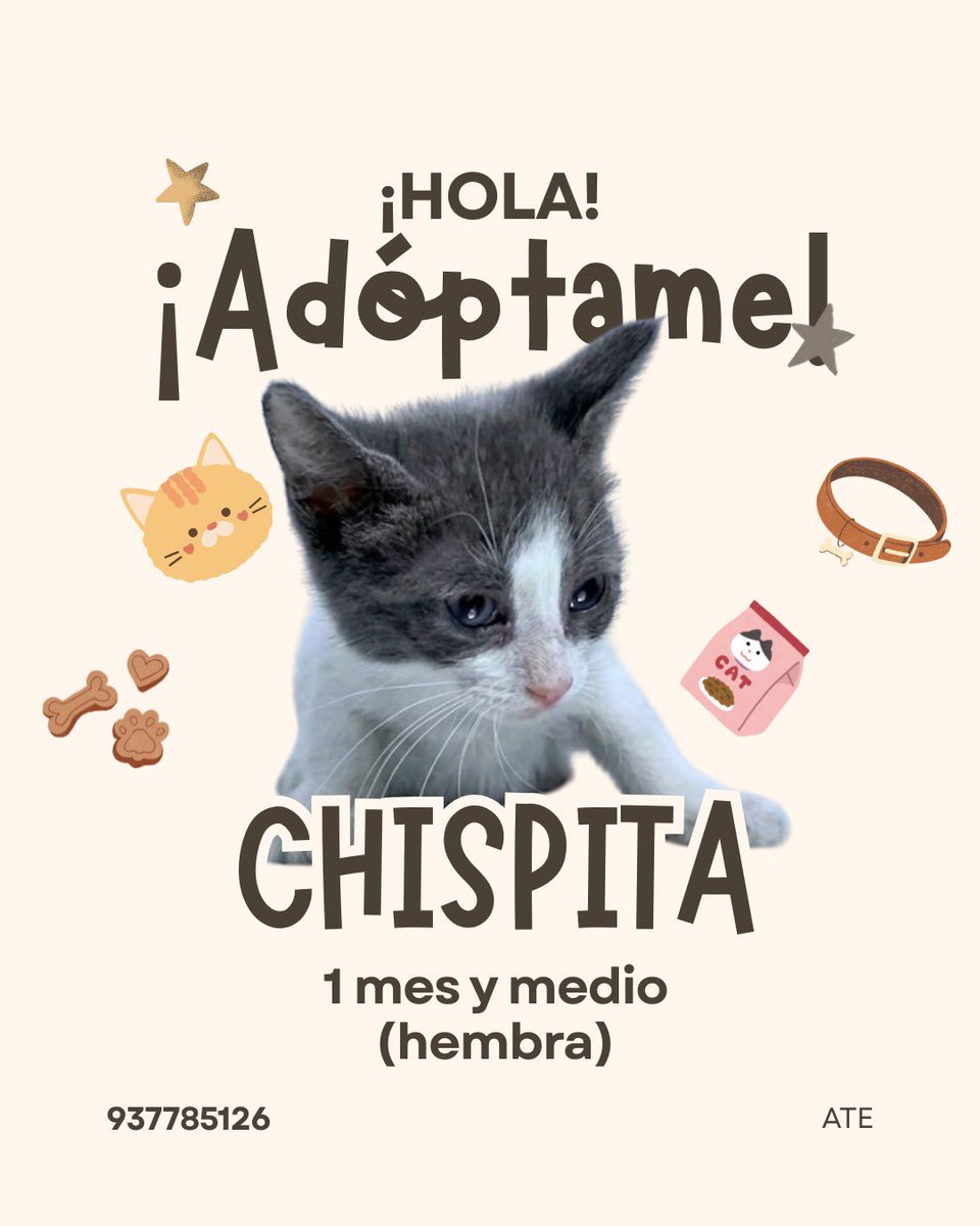 sanbedoyapardo's tweet photo. ¡Hola a todos! Estos gatitos fueron abandonados en una veterinaria y están buscando hogar. Si te interesa adoptarlos, ponte en contacto con el 937785125. ¡Ayúdanos a encontrarles un hogar! https://t.co/CKdnAIF9iM