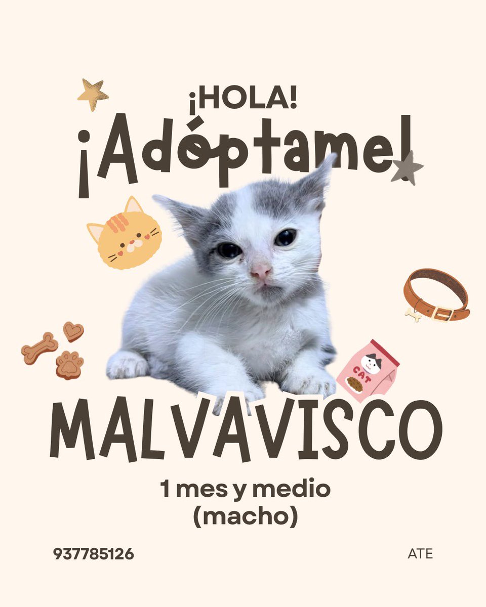 sanbedoyapardo's tweet photo. ¡Hola a todos! Estos gatitos fueron abandonados en una veterinaria y están buscando hogar. Si te interesa adoptarlos, ponte en contacto con el 937785125. ¡Ayúdanos a encontrarles un hogar! https://t.co/CKdnAIF9iM