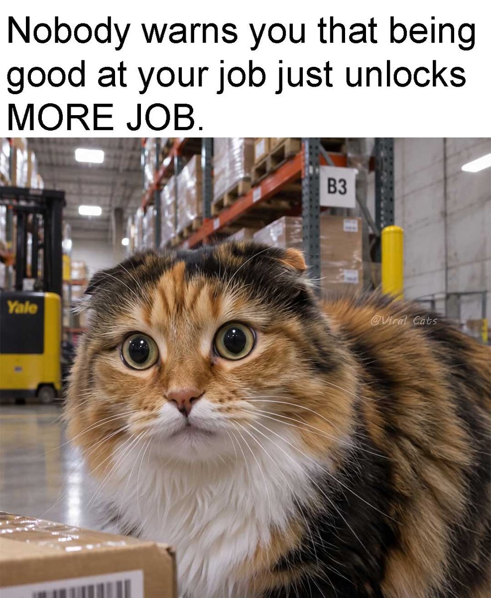_ViralCats_'s tweet photo. The reward for good work is more work. 😭 https://t.co/APENU3R4M4