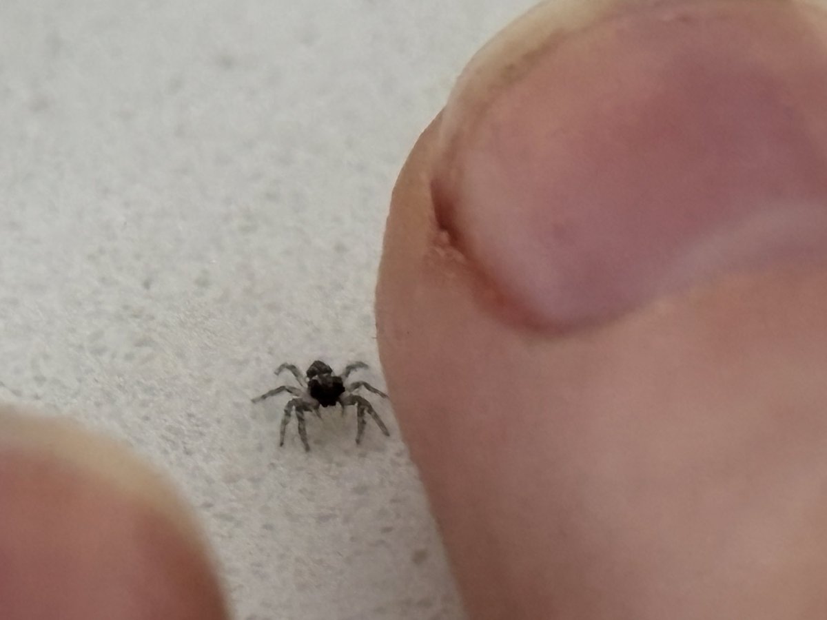 scrungeonmaster's tweet photo. genuinely using the head of a pin to play toys with the teeniest little jumping spider i have ever seen. https://t.co/jQuVvxxw24