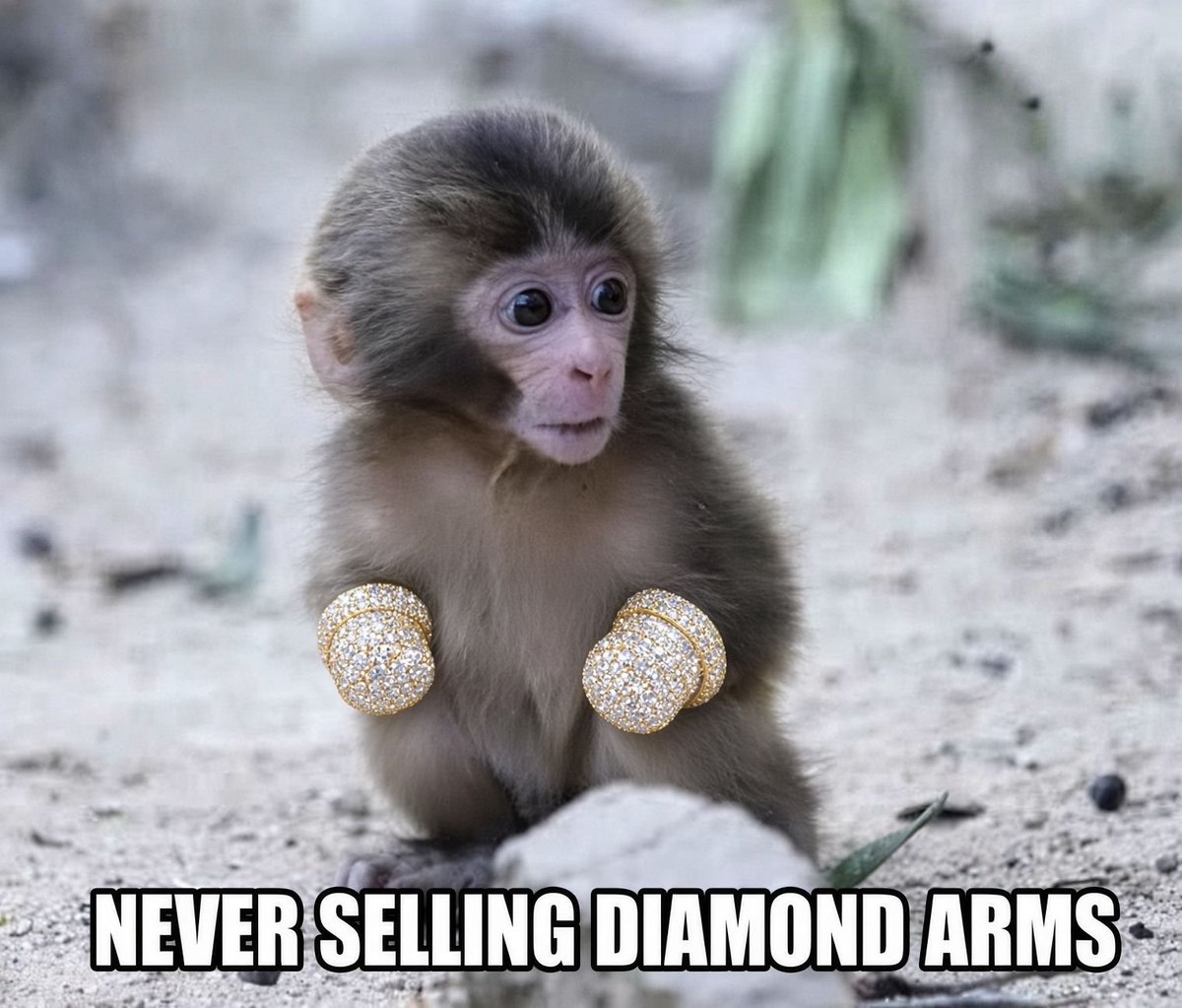 luckyosamu123's tweet photo. Diamond hands holders are forming on $Nina and holding the floor so strong

The trenches loves the monkey 🐒 https://t.co/OrqIoXgOY7
