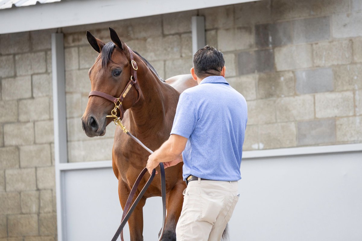FedamoreStable's tweet photo. We're offering 4️⃣  yearlings at Book 3 of the Keeneland September Yearling Sale. Swing by Barn 21 tomorrow to see them. https://t.co/tvfC2PTD3z