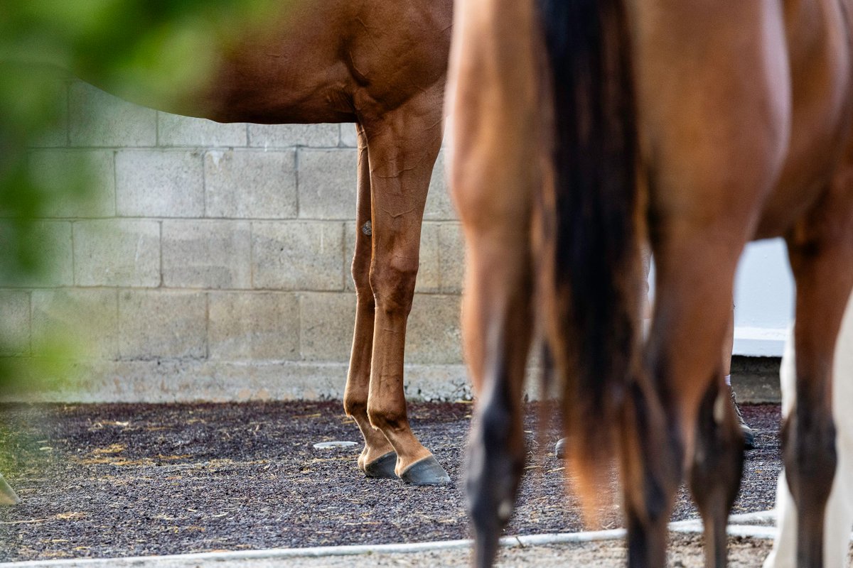 FedamoreStable's tweet photo. We're offering 4️⃣  yearlings at Book 3 of the Keeneland September Yearling Sale. Swing by Barn 21 tomorrow to see them. https://t.co/tvfC2PTD3z