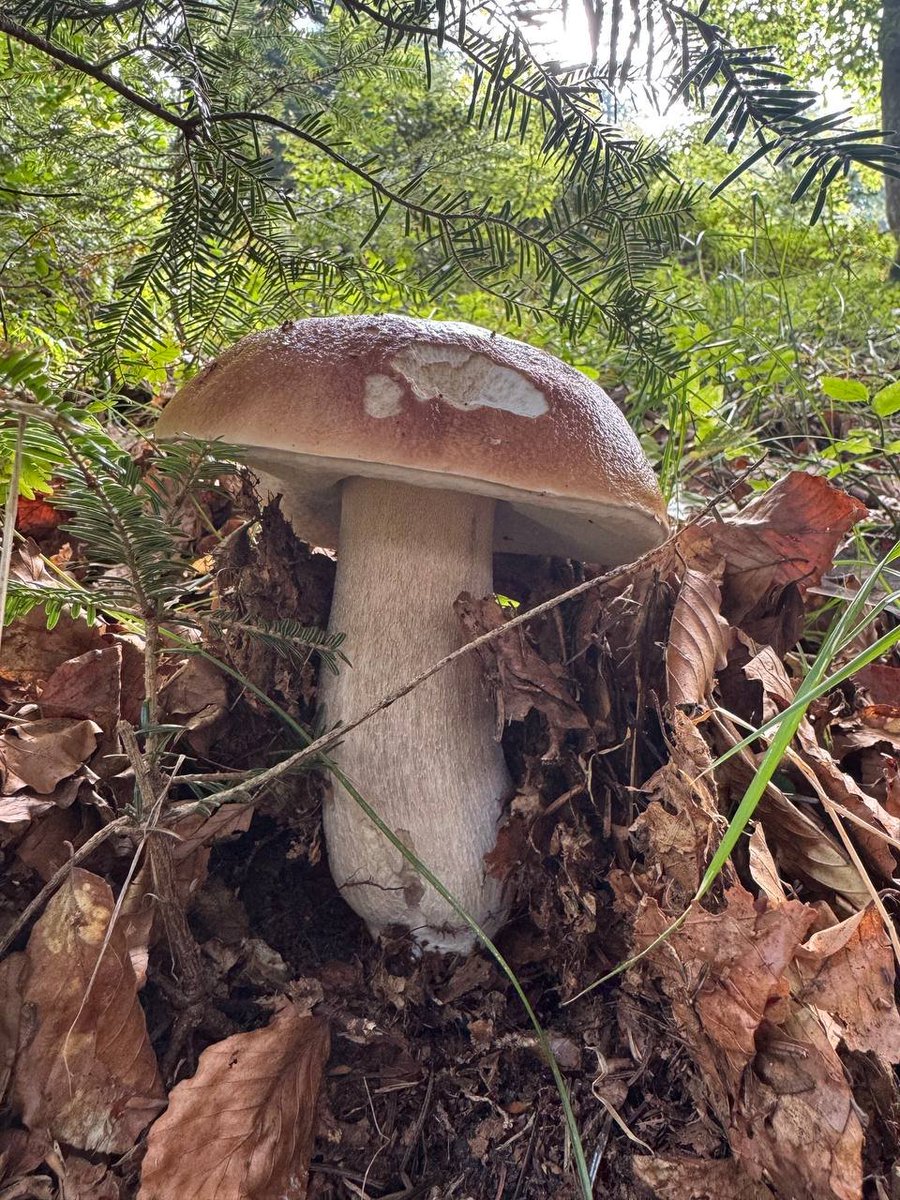 funghimagazine's tweet photo. PORCINO GIGANTE 🤯🌲 Oltre mezzo kg di perfezione! 👉 https://t.co/AQzAjoKF6I https://t.co/112Nojojfl