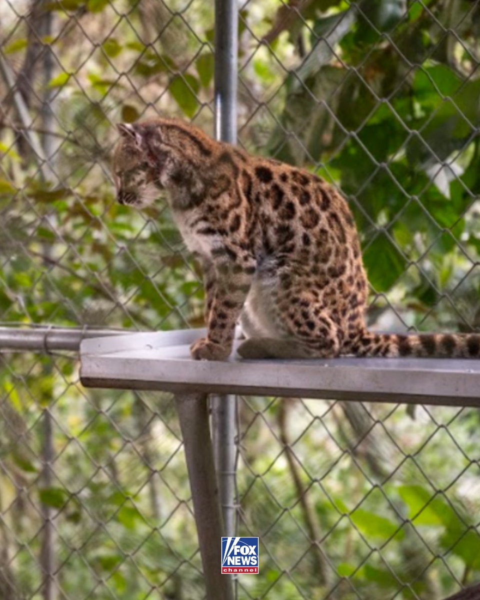 FoxNews's tweet photo. Meet the animal kingdom's newest feline!

A kitten found on the side of a road in Bolivia turned out to be a species never before recognized by science.

The tiny wild cat was initially mistaken for a house cat before researchers analyzed its DNA and identified the tilcayo tiger cat, the first new wild cat species discovered in more than a century.

The original cat now lives at an animal refuge in Bolivia, while the size of its population in the wild remains a mystery.