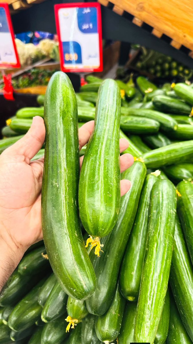 amaralkubesi's tweet photo. اليوم احجيلكم تجربتي ويا الخيارة 🥒

طبعاً من خبرة سنوات أكثر شي ممتع ويريح السالب والكحبه هي الخيارة اولا متكلف رخيص تأخذ كيلو الأحجام اللي تعجبك ثانيا وره متغسلها وتفوت بالطيز ناعمه عكس الصناعي يأذي ومن ممتع اضافه لذلك تتخلص منها بسرعه وره ما تنهي شغلك مو مثل الصناعي اقل شي 150 https://t.co/4TZWHmqpjG