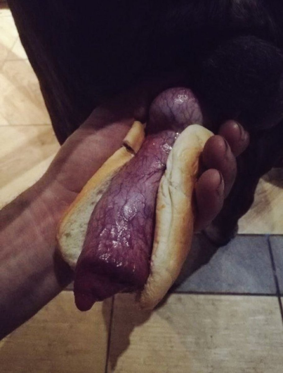 Livingthefwhqs's tweet photo. Hottest exclusive Taboo... 🔥����
https://t.co/9VaIawM3U9…
Satisfaction awaits! 🤤💰 

#zoophillia #jerkoff #bwc #batesesh #bateworld #batebuds #jerkbuds #bator #gooner #bros #mascgays #batebrotherhood
#furry #femboy #fursuit #mursuit https://t.co/SvhXilThFj