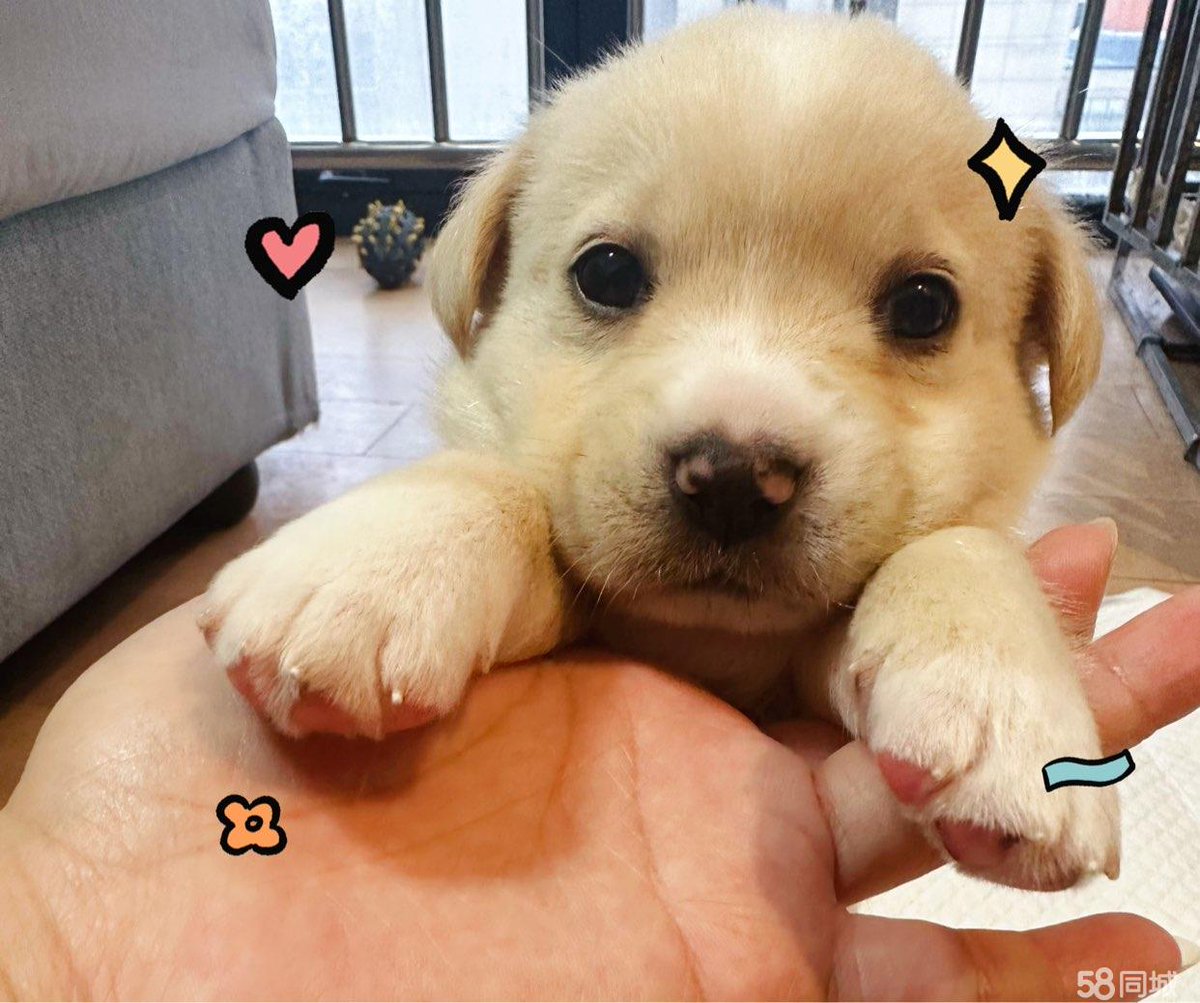 oreore_hi's tweet photo. My little pup turned 3 months today  already stealing socks and my whole heart—growth hits different when it’s fur babies. https://t.co/EwGUVXHE1V