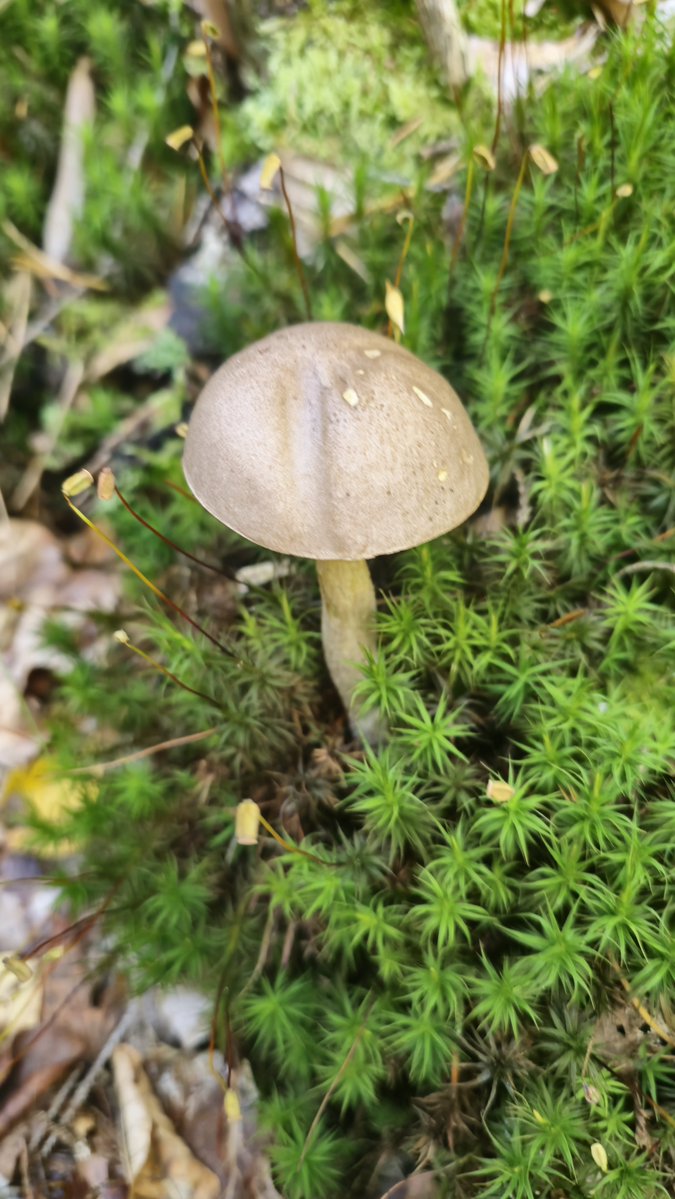 SebastianWols17's tweet photo. First mushrooms found:)

First one is a big one. 

$MYCEL aproves? https://t.co/iznlF2bcfx