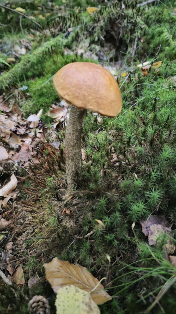 SebastianWols17's tweet photo. First mushrooms found:)

First one is a big one. 

$MYCEL aproves? https://t.co/iznlF2bcfx