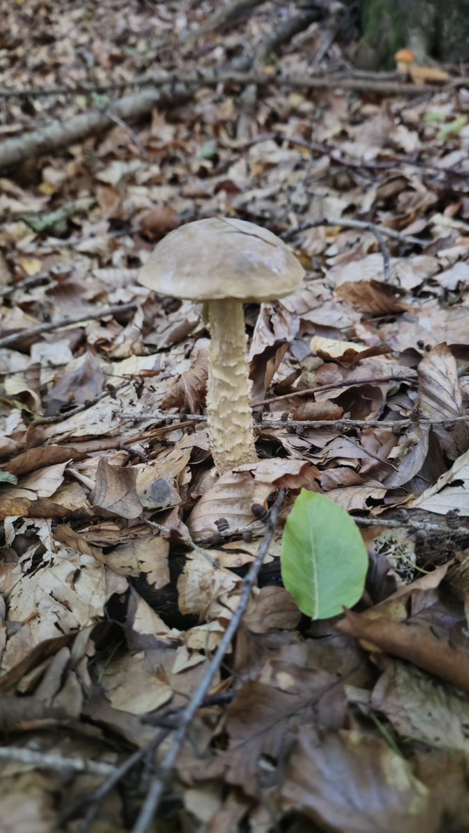 SebastianWols17's tweet photo. First mushrooms found:)

First one is a big one. 

$MYCEL aproves? https://t.co/iznlF2bcfx