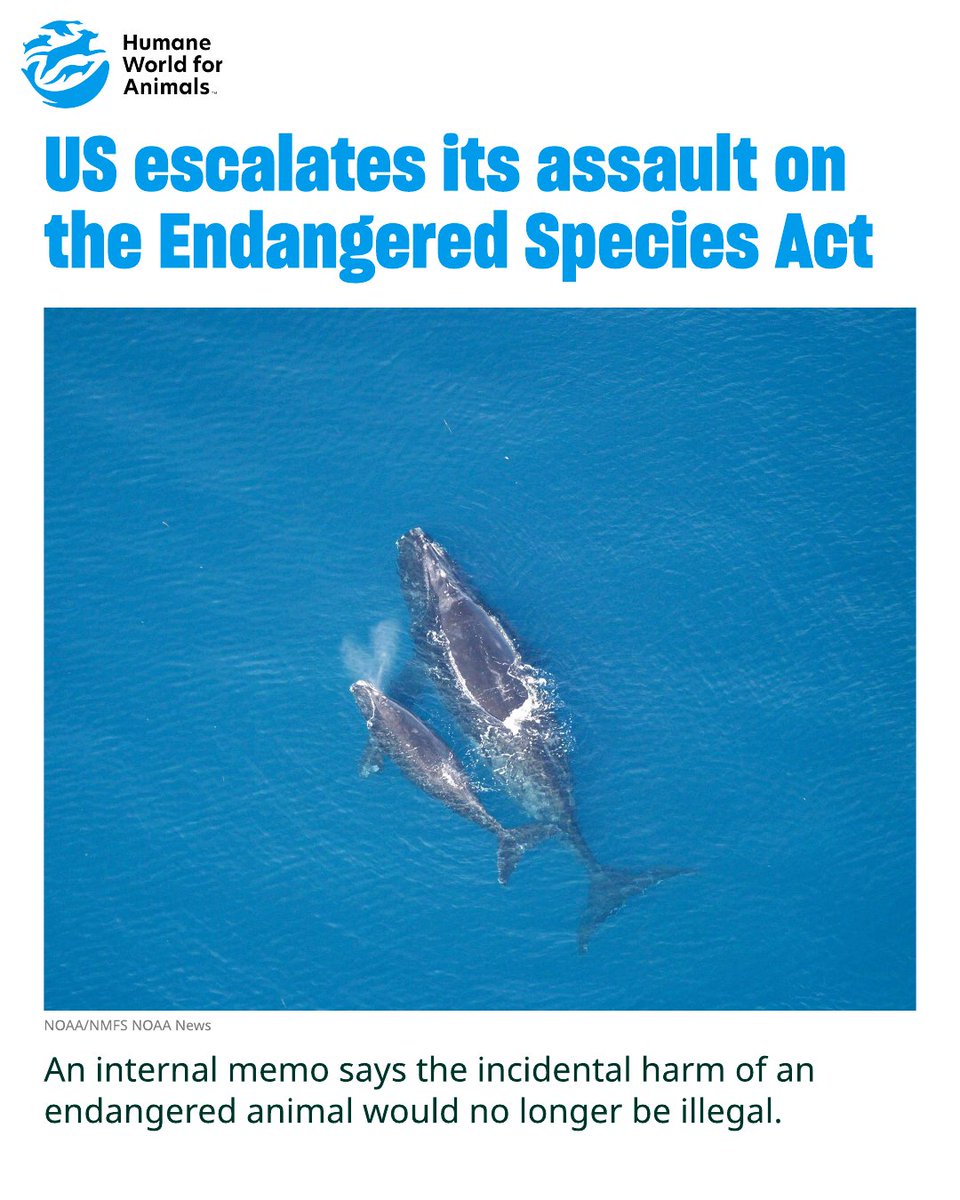 humaneworldorg's tweet photo. In another major strike, Trump administration escalates its assault on the Endangered Species Act. Under a new interpretation of the Endangered Species Act, the incidental killing or injury of an endangered animal would no longer be considered illegal by the federal government. Instead, only the targeted, intentional killing of an endangered animal would be prohibited. https://t.co/X2YS5NzUwt