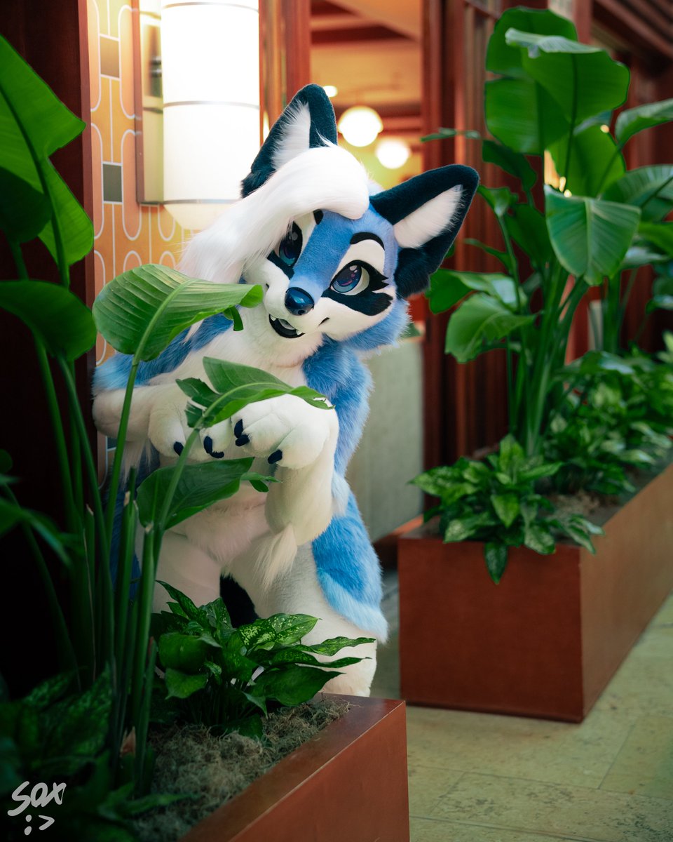IceyFoxx_'s tweet photo. You’ve encountered a wild Icey! Catch or fight? 😈 

#FursuitFriday https://t.co/5gBXBaT1EE