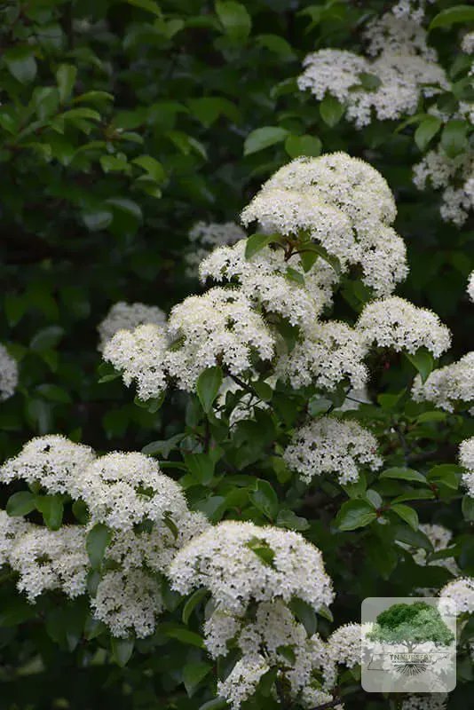 imshisy's tweet photo. Discover TN Nursery for all your landscaping needs! Since 1959, we offer a wide selection of trees, shrubs, perennials, and more. Shop with us today! 🌳🌿 #Tnnursery #plantshop #affordableplants #buyplants https://t.co/QphqgIFp5c