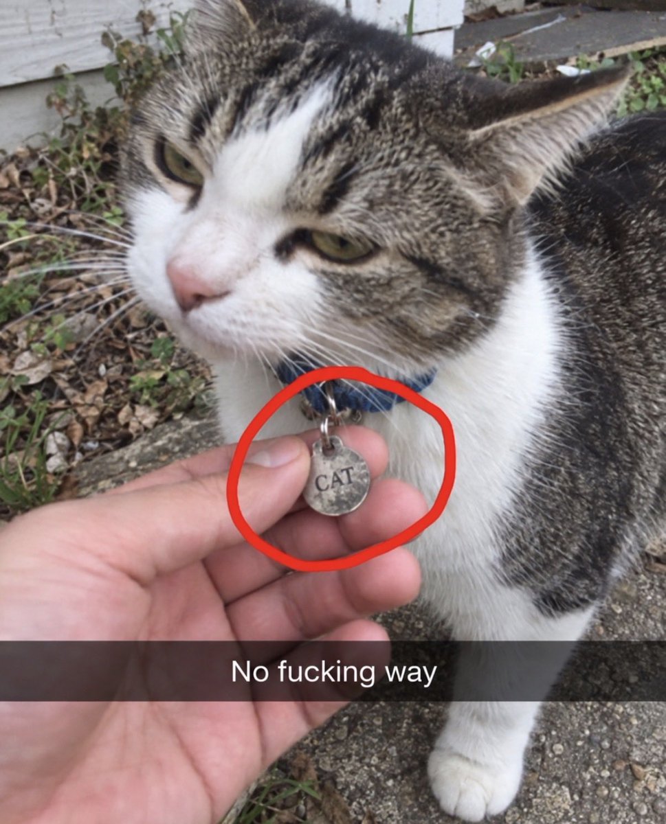 hardcatmemes's tweet photo. https://t.co/KJ54RXPu5X