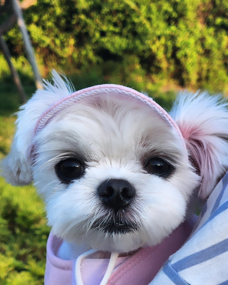 averythompsonm0's tweet photo. A massive dump of overdue photos✨️
My cutest furry sibling in the world❤️ https://t.co/slH2Y9QSJV