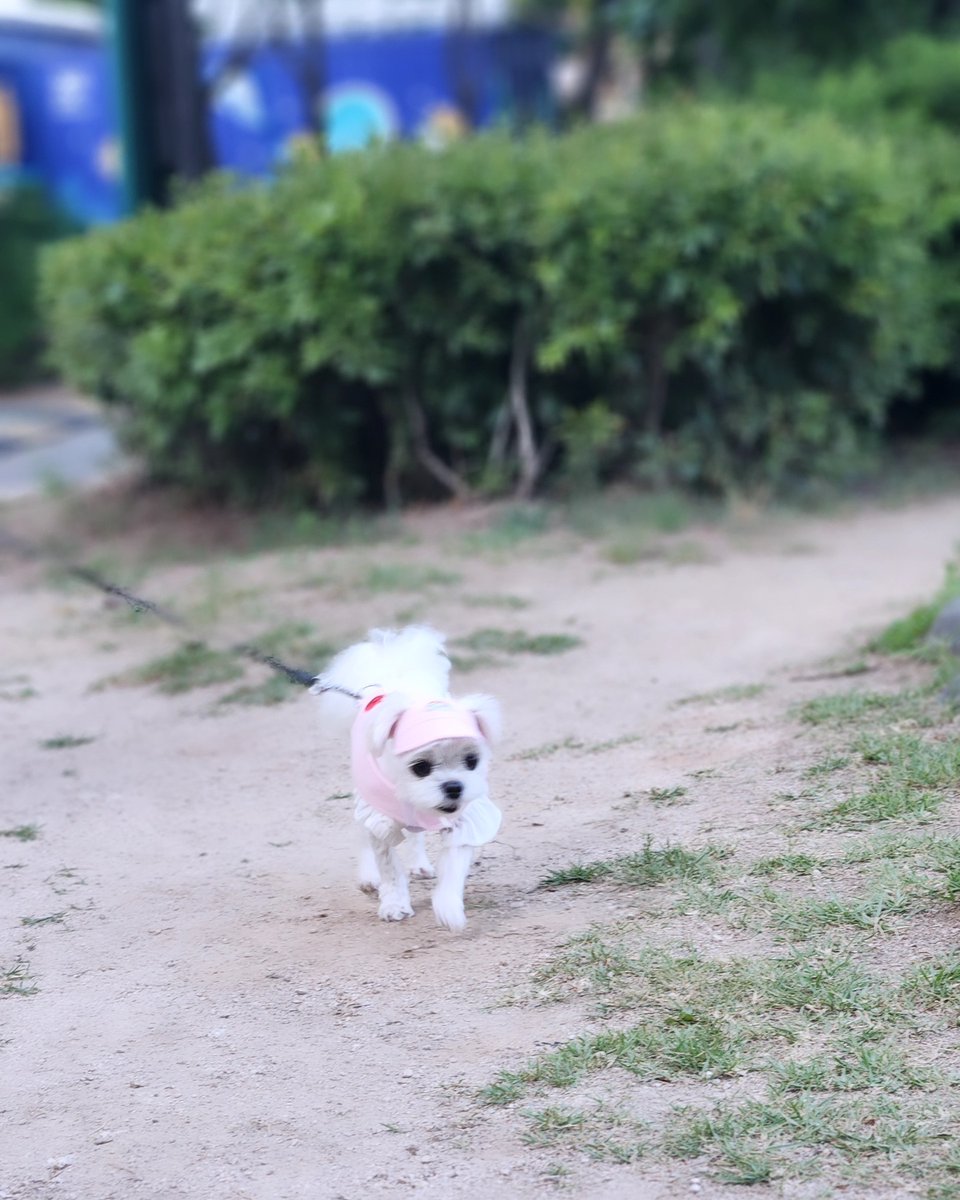 averythompsonm0's tweet photo. A massive dump of overdue photos✨️
My cutest furry sibling in the world❤️ https://t.co/slH2Y9QSJV