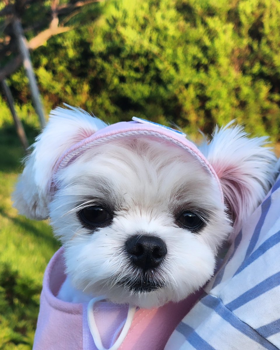 averythompsonm0's tweet photo. A massive dump of overdue photos✨️
My cutest furry sibling in the world❤️ https://t.co/slH2Y9QSJV