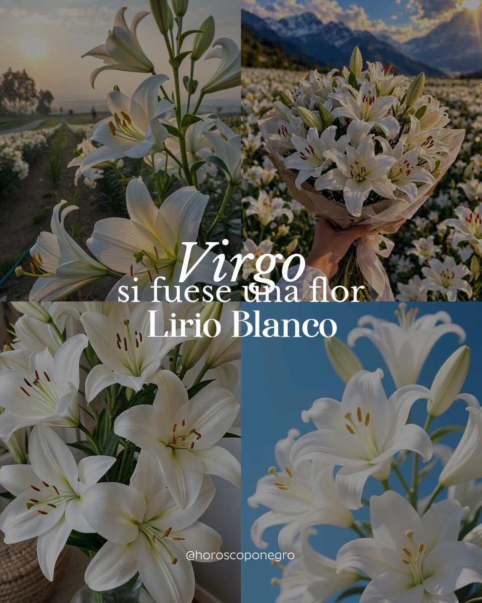 virgo_hn's tweet photo. ¿Alguna vez te has preguntado qué flor serías según tu signo del zodiaco? 💐 https://t.co/Wb3NctmcXl