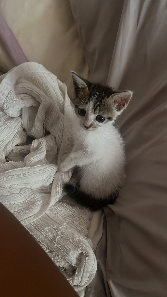 Maychxqr's tweet photo. Mill años de mala suerte si no le das like a mi gatito https://t.co/W0zbzakMHE