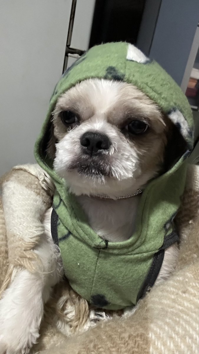 sepbibs's tweet photo. cachorrinho de roupinha https://t.co/csv3jx8naF