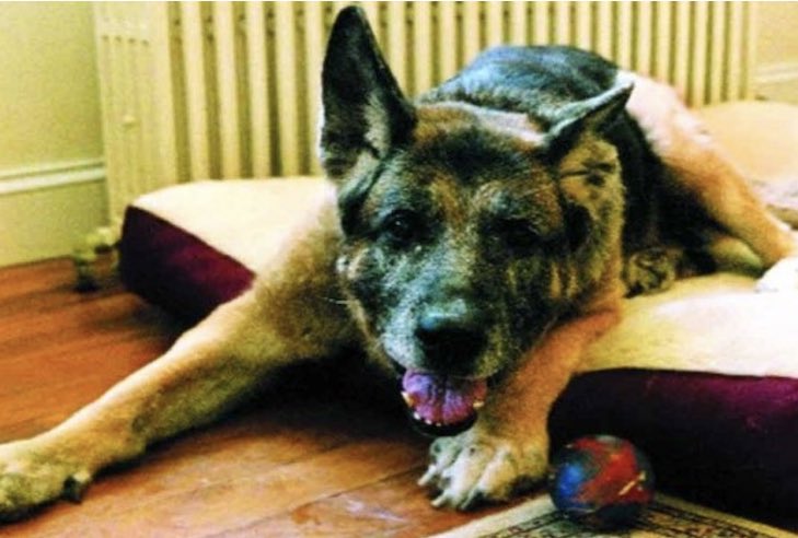 25YearsAgoLive's tweet photo. It is reported that about 60 pet cats and dogs belonging to September 11 victims have starved to death because the deceased lived alone and their neighbors did not know they had pets, or could not reach them. https://t.co/QJj0L8Z49S